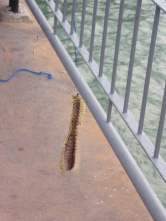 Click to see next picture